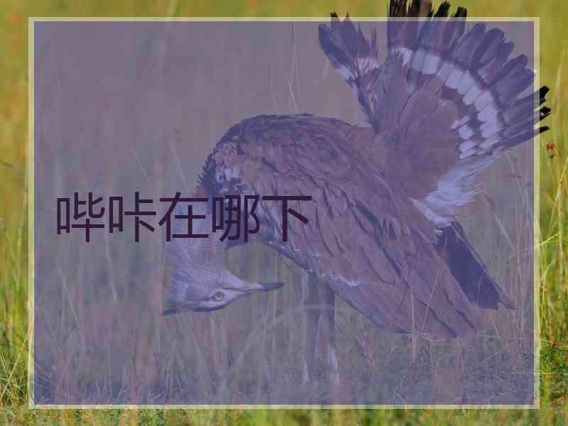 哔咔在哪下 哔咔在哪下