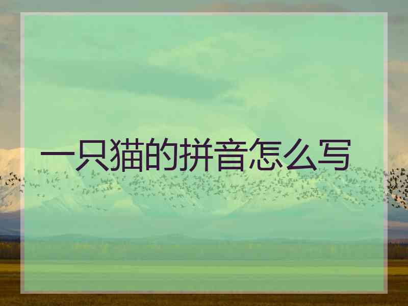 一只猫的拼音怎么写 一只猫的拼音怎么写