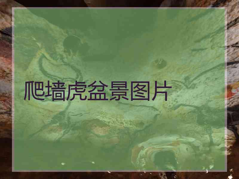 爬墙虎盆景图片