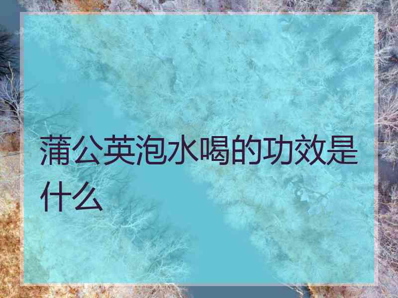 蒲公英泡水喝的功效是什么