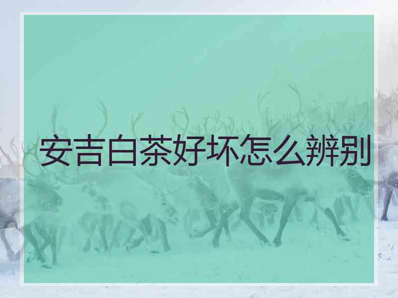 安吉白茶好坏怎么辨别
