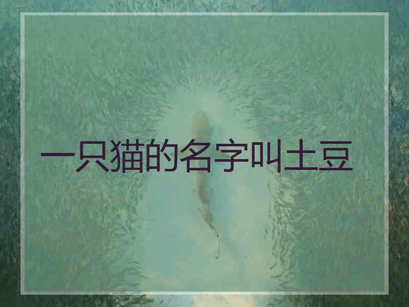 一只猫的名字叫土豆