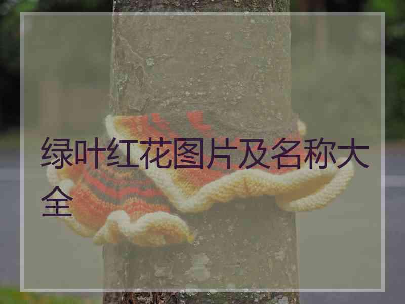 绿叶红花图片及名称大全