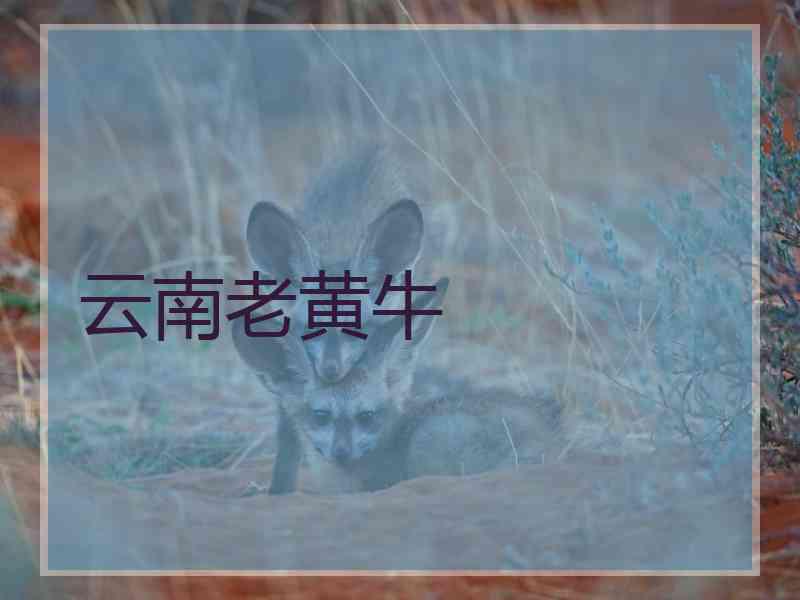 云南老黄牛
