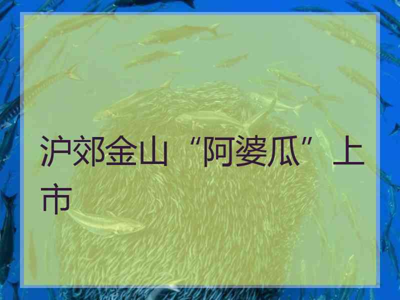 沪郊金山“阿婆瓜”上市