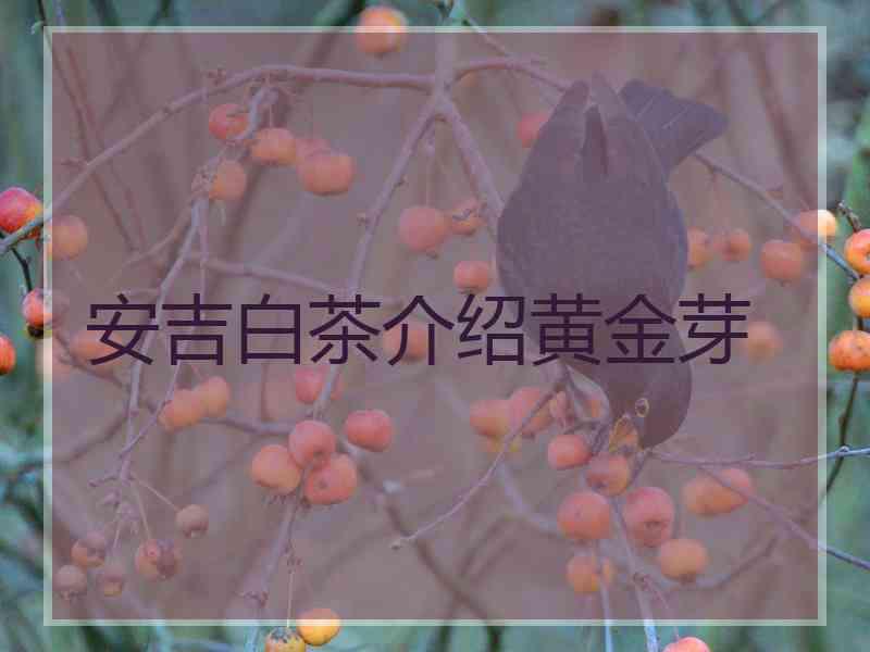 安吉白茶介绍黄金芽