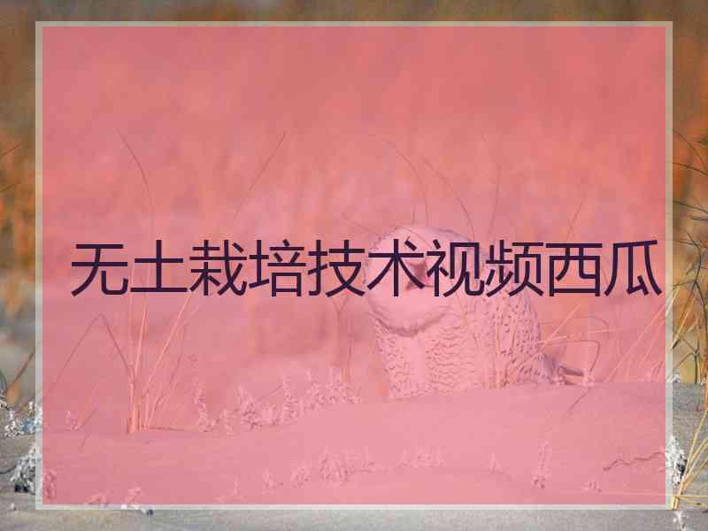 无土栽培技术视频西瓜