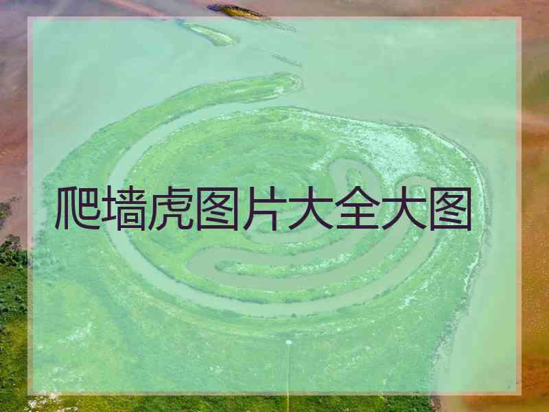 爬墙虎图片大全大图