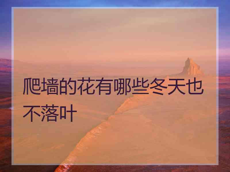 爬墙的花有哪些冬天也不落叶