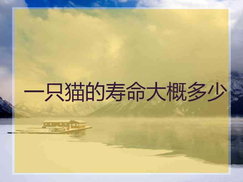 一只猫的寿命大概多少