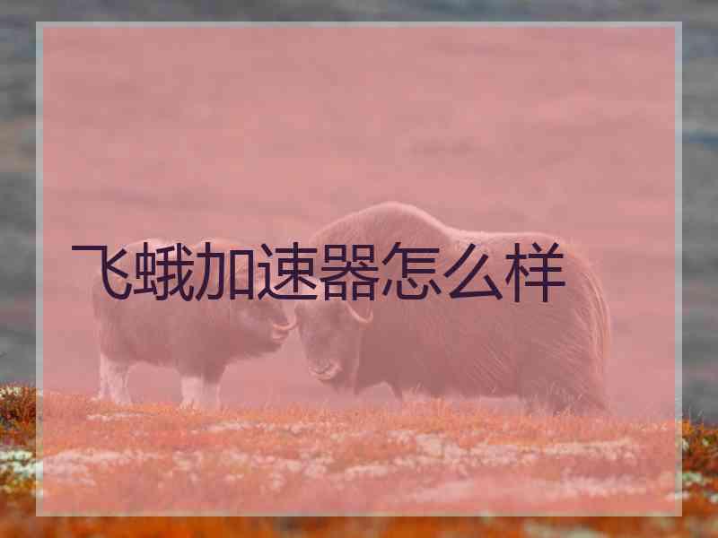 飞蛾加速器怎么样