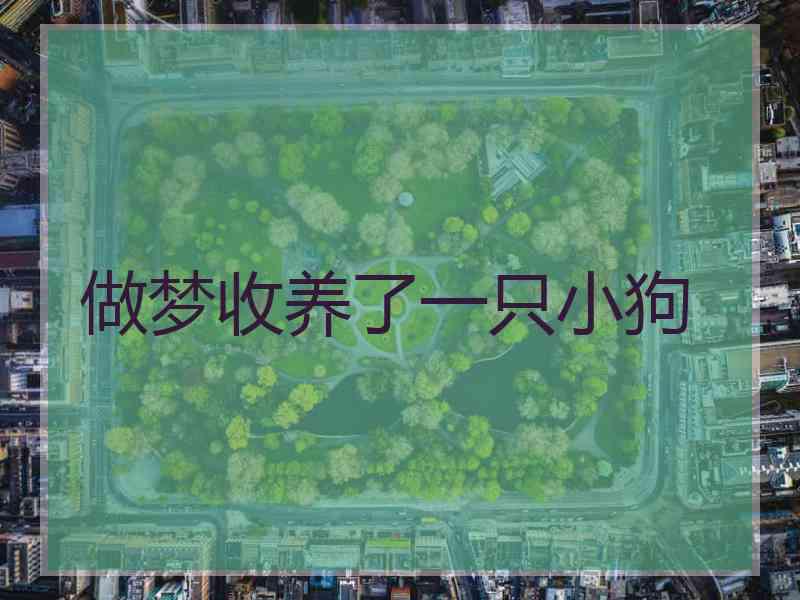做梦收养了一只小狗