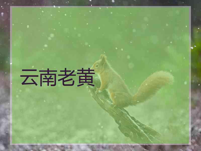 云南老黄