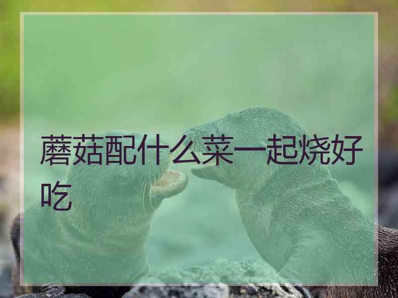 蘑菇配什么菜一起烧好吃