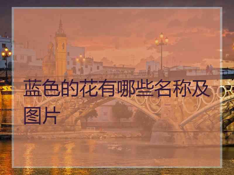 蓝色的花有哪些名称及图片