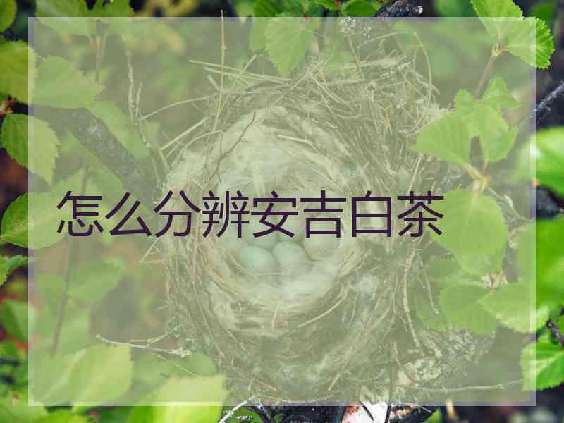 怎么分辨安吉白茶