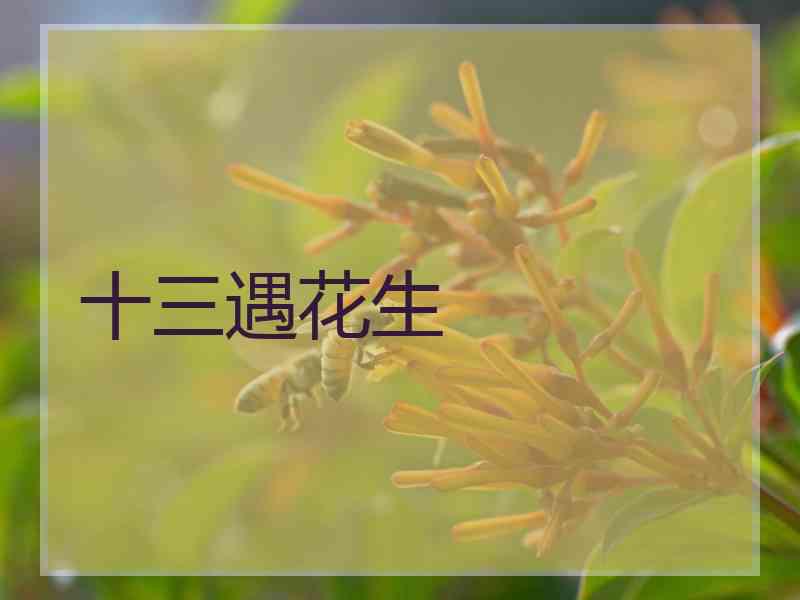 十三遇花生