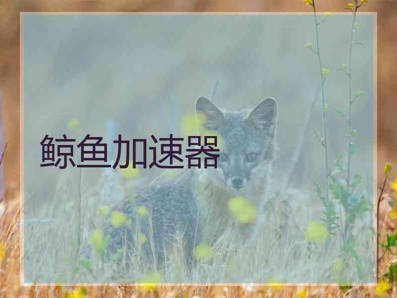鲸鱼加速器