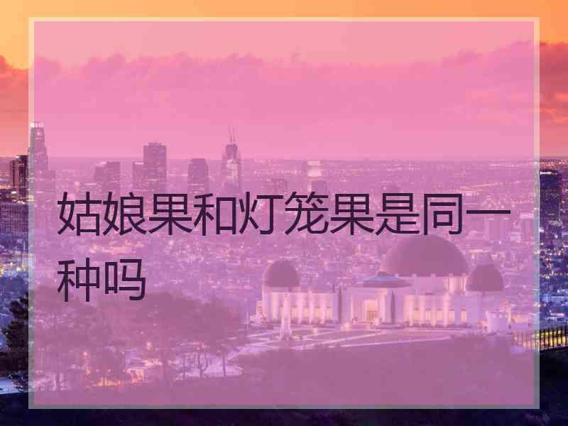 姑娘果和灯笼果是同一种吗